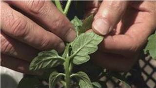 Bug Control  How Do I Get Rid of Plant Mites [upl. by Imeka]