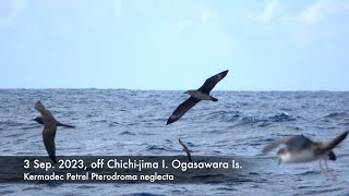 Kermadec Petrel 3 Sep 2023 off Chichijima Ogasawara Is [upl. by Zolner284]