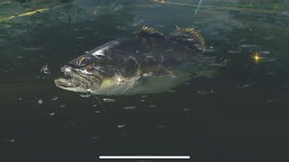 Fishing Master CADDO LAKE  GNASHER [upl. by Corson]