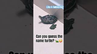 Any suggestion for turtle name  🤩  Turtle Story  Turtle Life  Pet  Cute Turtle  viralvideo [upl. by Urana]