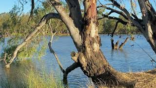 Fishing Australia Loddon weir Loddon river Fernihurst GPS location [upl. by Adnohsel]