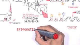 Epigenetics  An Introduction [upl. by Ocirrej526]