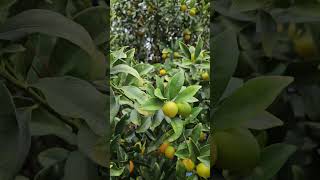 Sweet kumquats homegrown citrus fruits [upl. by Savart275]