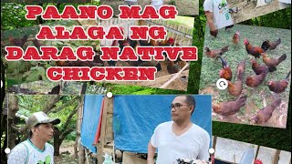 Paano Mag alaga ng Darag Native Chicken [upl. by Elsa]