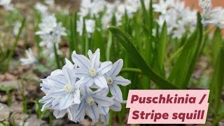 Puschkinia Stripe Squill full bloom early May [upl. by Wall]