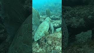 Saw this awesome sea turtle while scuba diving in Tavernier Key FL [upl. by Naeerb]