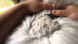 How We Shear Our Angora Rabbits [upl. by Sivolc]