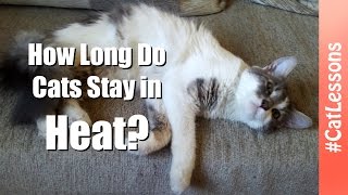 How Long Do Cats Stay in Heat 💡 Cat Lessons [upl. by Nobel847]