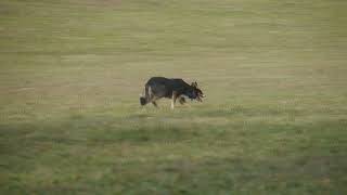 Irish Castlewood Skyfrel  herding training [upl. by Elohc]