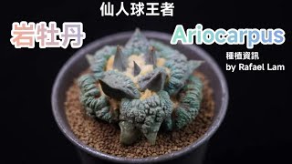 塊根植物 Caudex 仙人球王者 King of Cactus 岩牡丹 Ariocarpus [upl. by Aliakim837]