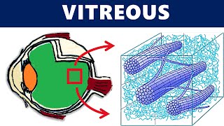 Vitreous Anatomy  All you need to know [upl. by Karlik]