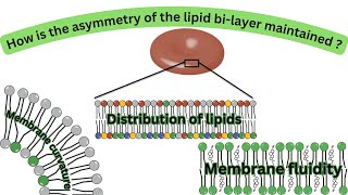 Three ways by which lipid structure and distribution relates to membrane function Lipid movements [upl. by Vassell]