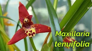 Maxillaria tenuifolia очередное домашнее цветение [upl. by Yenduhc]