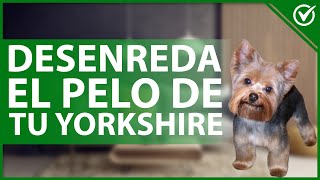 🐶 Cómo DESENREDAR el PELO de un Yorkshire  Cuidados de estética canina 🐶 [upl. by Bremen]