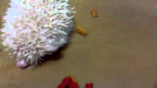 ERIZO PIGMEO LIMA PERU ALBINO COMIENDO [upl. by Sukin]