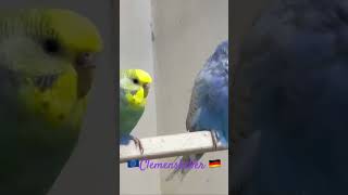 groß und klein  haustiere vogel vogelgezwitscher wellensittich [upl. by Atnoed802]