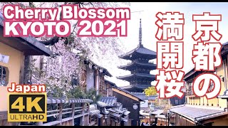 4K Japan Kyoto Cherry Blossom（sakura 2021 京都の桜 満開 花見 京都観光 旅行 案内 清水寺 嵐山 醍醐寺 二条城 鴨川 東山 背割堤 木屋町 日本の桜 [upl. by Atnaloj162]