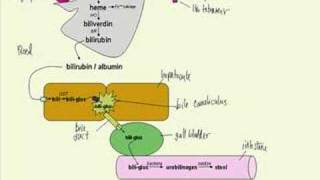 bilirubin metabolism made simple [upl. by Adnohryt4]