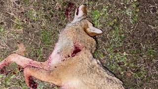 Ohio coyote hunting with the Lucky Duck roughneck called in a coyote double [upl. by Ives]