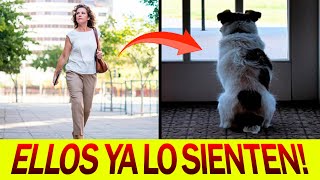 Este ESTUDIO CIENTÍFICO demuestra el SEXTO SENTIDO CANINO y su SINCRONICIDAD [upl. by Sral455]