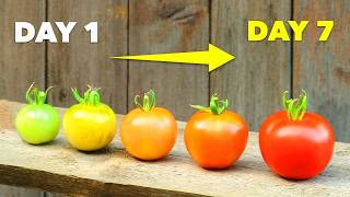 How to Ripen Green Tomatoes In Just 7 Days [upl. by Alimaj]