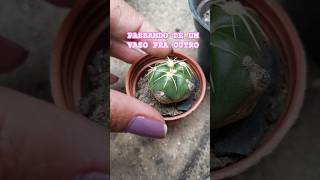 Bora passar pra outro vasos GYMNOCALYCIUM HORSTII BUINING cacto [upl. by Ikin]