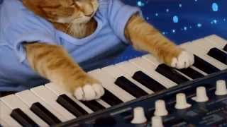 Keyboard Cat  quotThe Soul of A Catquot [upl. by Pedrotti741]