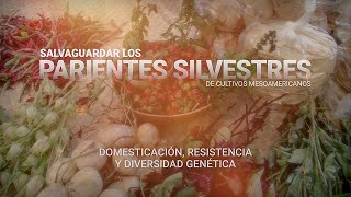 2 Domesticación resistencia y diversidad genética  Parientes Silvestres de cultivos mesoamericanos [upl. by Haleehs]