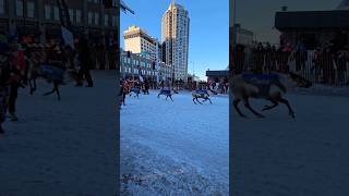 Running with the reindeer downtown Anchorage Alaska shorts alaska [upl. by Morry]