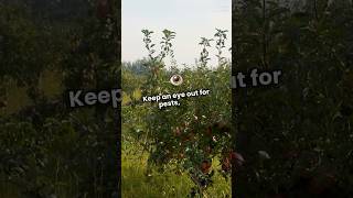 How to grow otaheite apple [upl. by Livvyy]