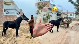 Cassy Ko Donkey Pasand A Gya 😫 [upl. by Ellehcsar]