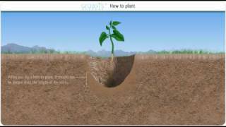 Capillary water and how it can help to combat desertification [upl. by Ahsena605]