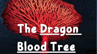 The Dragon Blood Tree Wonders of Socotra Exploring Earth’s Most Unique Island [upl. by Connelley566]