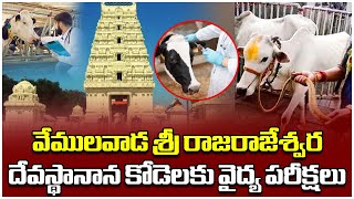 Veterinary Staff Vaccinating Cattle At Vemulawada Rajeshwari Temple  Vemulawada  Disha TV [upl. by Wylma]