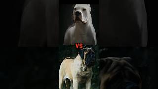 ENGLISH MASTIFF VS BOERBOELDOGO ARGENTINOAKITATOSA INU TOP 15 FIGHTING BREED PART 1 [upl. by Nolla]