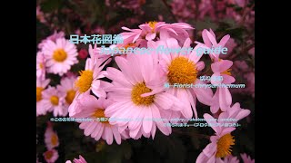 白いダンス？！white dance  切り花菊（きりばなぎく）／菊（きく）Florist chrysanthemum 季節の花 日本花図鑑 Japanese flower guide [upl. by Zenda]