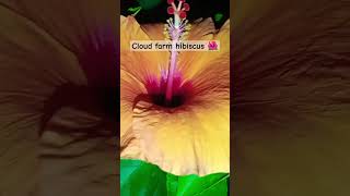 naturelovers flower cloud farm hibiscus🌺instrumentalmusic [upl. by Annuaerb]