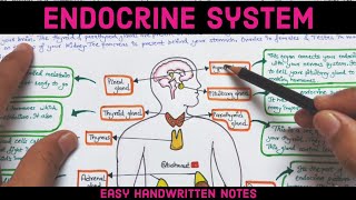 Endocrine system  Anatomy amp Physiology  Easy handwritten notes endocrinesystem endocrinegland [upl. by Nalyac223]