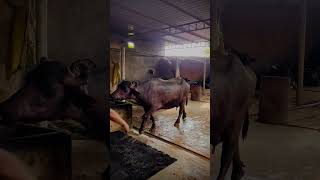 New Mats for buffalo and cow 🥰🥰🥰🥳🥳🥳🥳❤️❤️❤️❤️❤️❤️ newsong asmr asmrsounds asmrvideo song [upl. by Erdna]