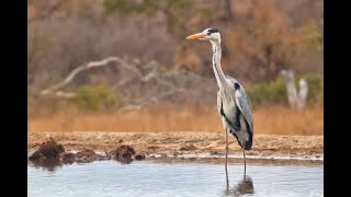 Heron on a windy morning [upl. by Anagnos]