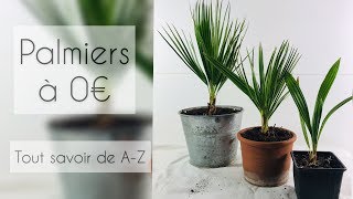 PALMIERS POUR 0€  TOUT SAVOIR DE AZ DIY [upl. by Garner]