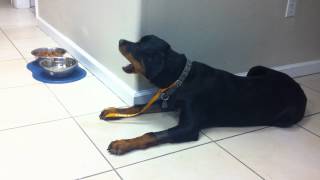 Rottweiler with Narcolepsy amp Cataplexy  Pt 2 SEVN [upl. by Neelsaj]