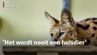 Twee Servals ontsnapt  RTV Utrecht [upl. by Ylrebmek290]