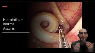 Helminths  Ascaris roundworm Biology and lifecycle [upl. by Anirpas]