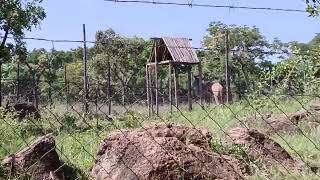 Baboons Attack at Free to be Wild Sanctuary Bulawayo [upl. by Skip]