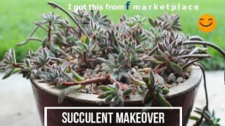 Replanting an overgrown succulent Echeveria SetOliver [upl. by Kotto]