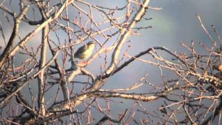 Tottavilla  Woodlark  Lullula arborea [upl. by Ailedamla780]