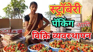 How Strawberries Are Harvested amp Packed in mahabaleshwar 💯🍓 🍓तोडणी व packing कशी करावी video [upl. by Anauj]