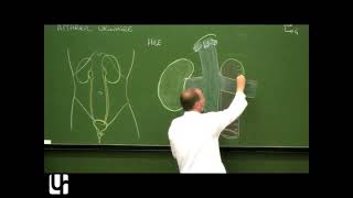 Anatomie générale 8  Appareil urinaire General anatomy of the urinary system [upl. by Bearce]