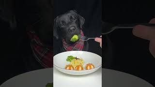 I accidentally dropped my dads fork Black Labrador The daily life of a silly dog [upl. by Jerz9]